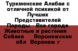 Туркменские Алабаи с отличной психикой от Лучших Представителей Породы - Все города Животные и растения » Собаки   . Воронежская обл.,Воронеж г.
